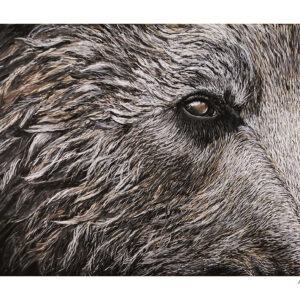 Grizzly eye 8x10